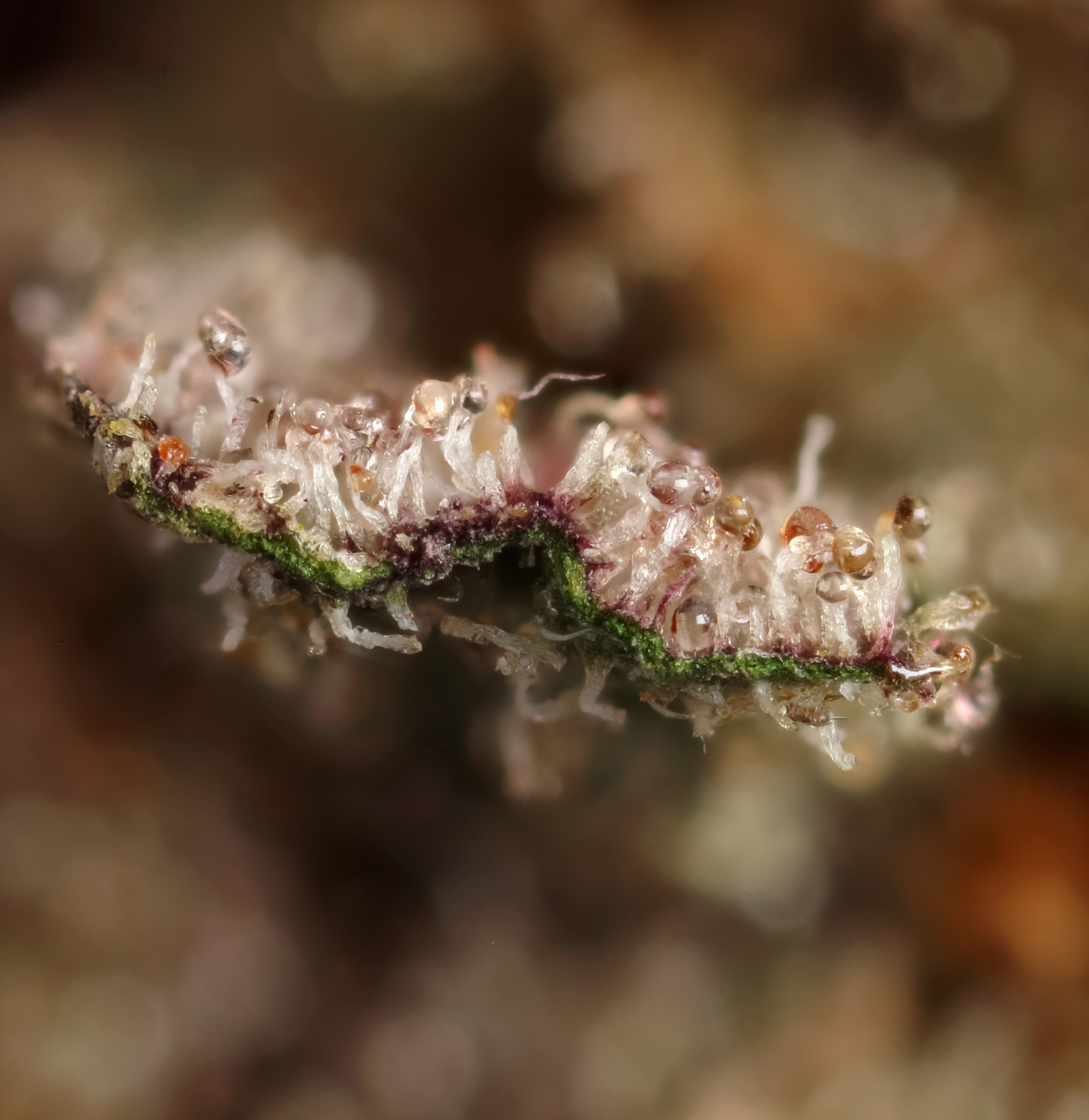 Higher State. Issue 001, October 2026. Croptober: The Harvest Issue. Michigan Flower Index. Same plant, different world. Plants, people, culture, Michigan. Higher looks closer. Good flower takes time.