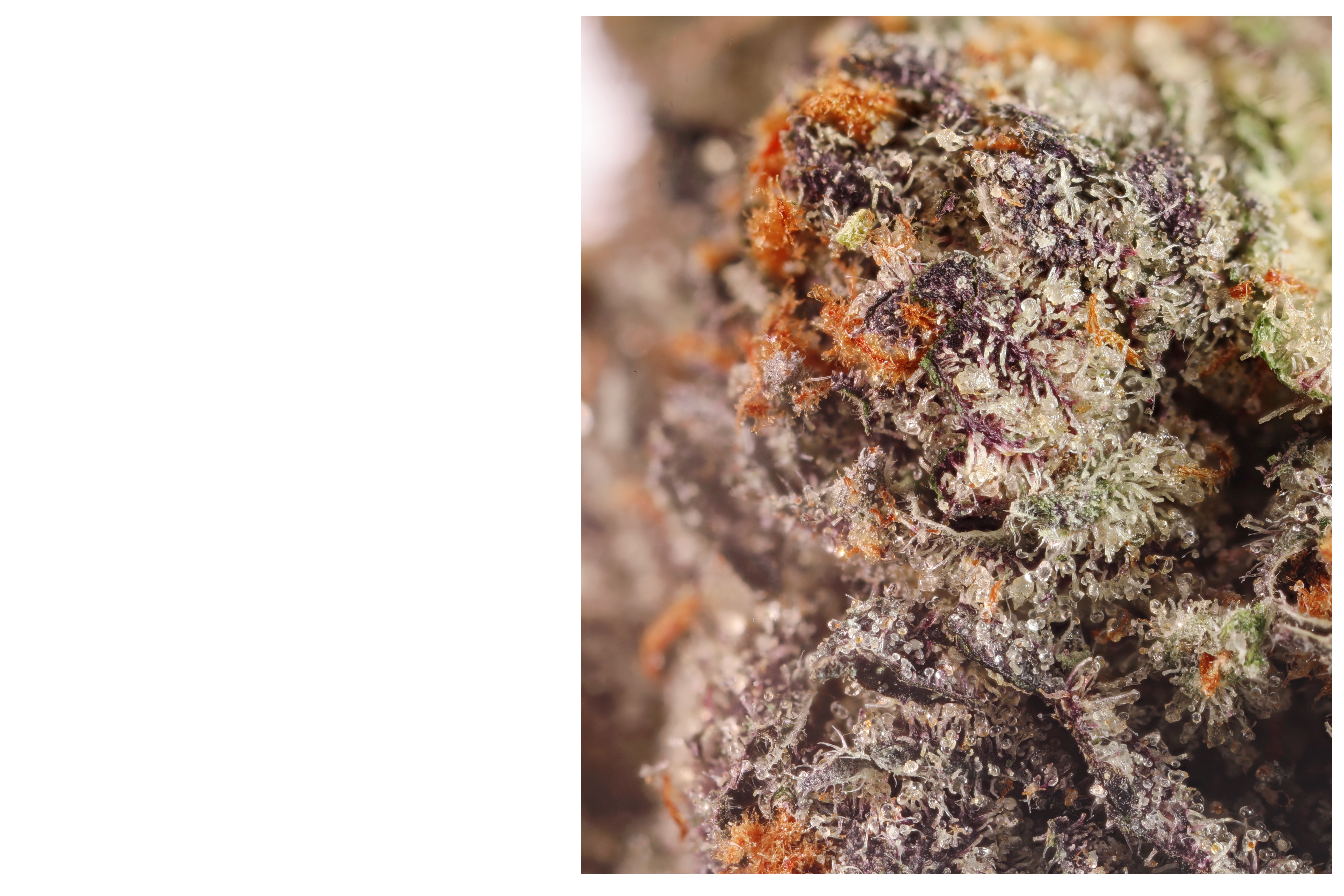 Unbranded ultra view of Poison Gusherz by Pro Gro