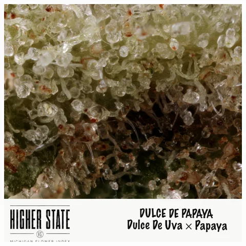 Dulce de Papaya by Common Citizen — ultra-macro detail