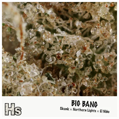Big Bang by Green Ganja — ultra-macro detail