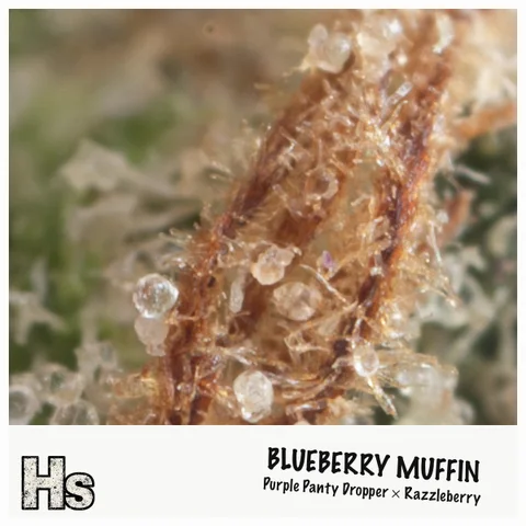 Blueberry Muffin by Freedom Green — ultra-macro detail