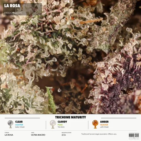 La Rosa by Freedom Green — ultra-macro detail
