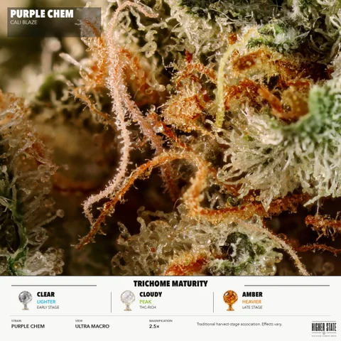 Purple Chem by Cali Blaze — ultra-macro detail