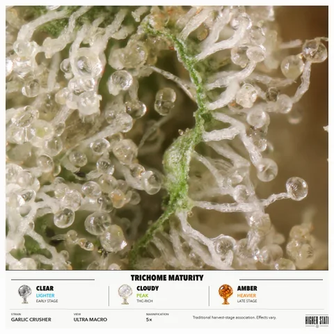 Garlic Crusher by Weed Snobs — ultra-macro detail