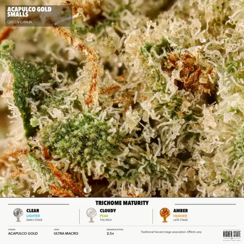 Acapulco Gold by Green Ganja — ultra-macro detail