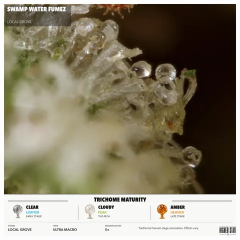 Swamp Water Fumez by Local Grove — ultra-macro detail
