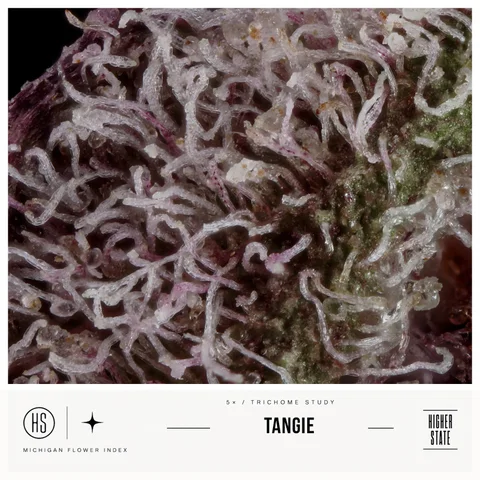 Tangie by Primitiv — ultra-macro detail