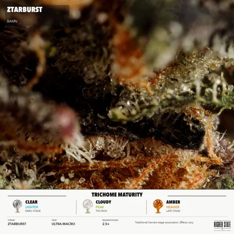 Ztarburst by BAMN — ultra-macro detail