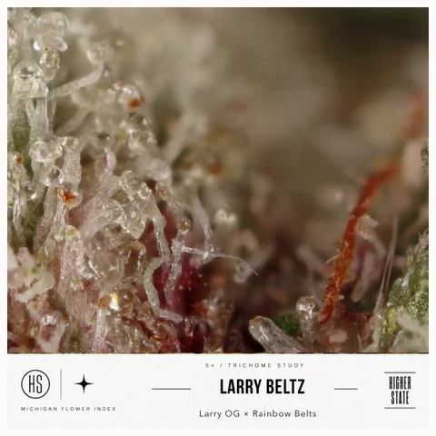 Larry Beltz by Skunkhouse — ultra-macro detail