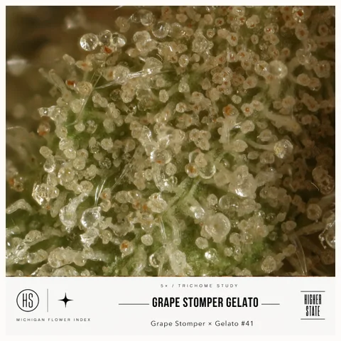 Grape Stomper Gelato by Cali Blaze — ultra-macro detail
