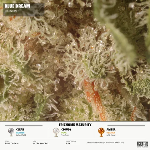 Blue Dream by GreenCraft — ultra-macro detail