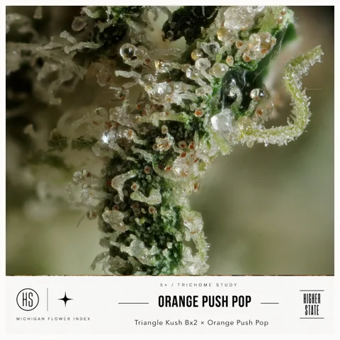 Orange Push Pop by Muskegon Grow Co. — ultra-macro detail