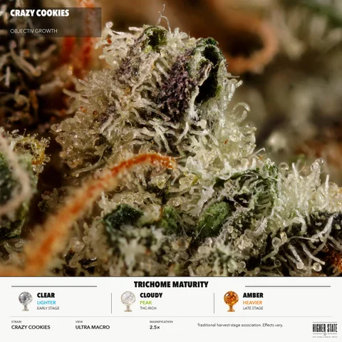 Crazy Cookies by Objectiv Growth — ultra-macro detail