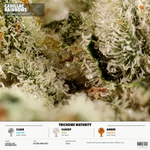 Cadillac Rainbows by GreenCraft — ultra-macro detail