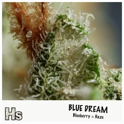 Blue Dream by Green Ganja — ultra-macro detail