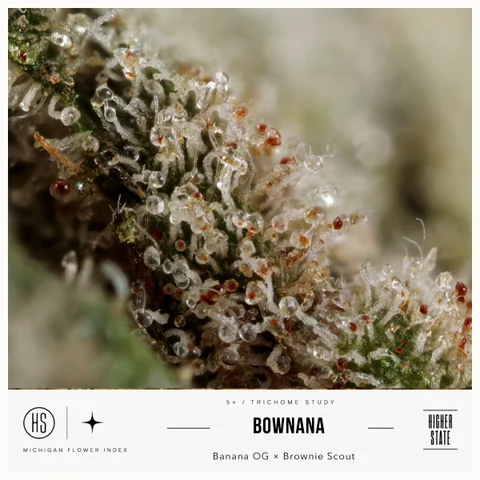 Bownana by Skunkhouse — ultra-macro detail