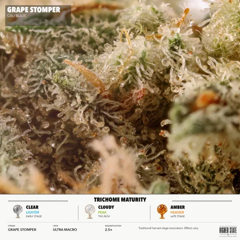 Grape Stomper by Cali Blaze — ultra-macro detail