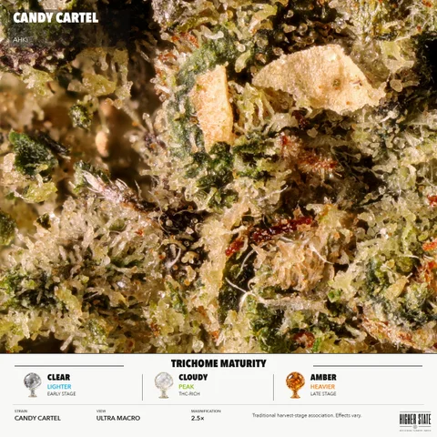 Candy Cartel by AHKI — ultra-macro detail