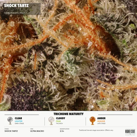 Shock Tartz by Dank & Disorderly — ultra-macro detail
