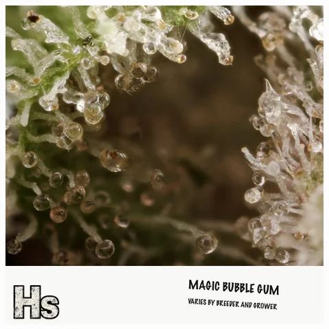 Magic Bubble Gum by MadPacks — ultra-macro detail