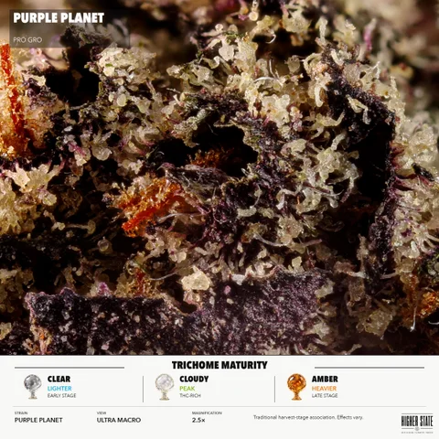 Planet Purple by Pro Gro — ultra-macro detail