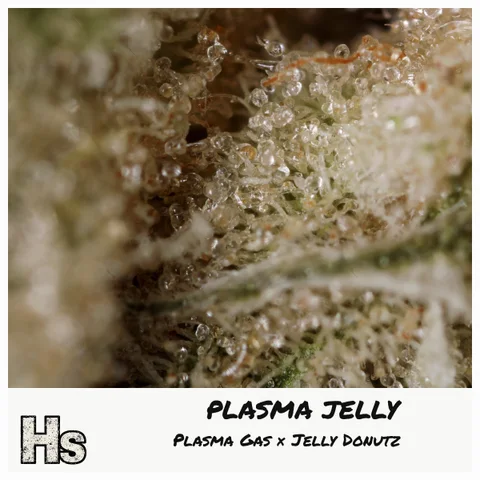 Plasma Jelly by Narvona — ultra-macro detail