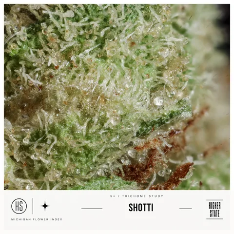 Shotti by Common Citizen — ultra-macro detail