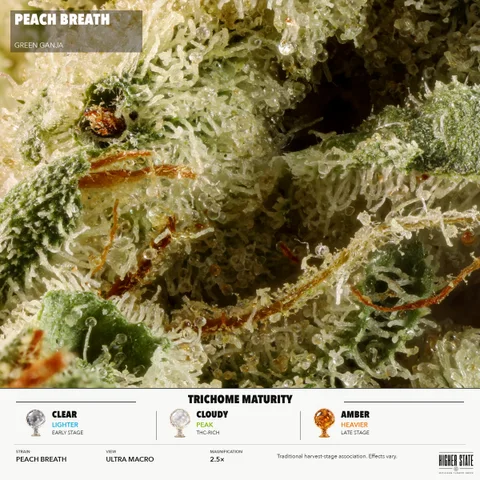 Peach Breath by Green Ganja — ultra-macro detail