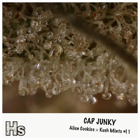 Cap Junky by GreenCraft — ultra-macro detail