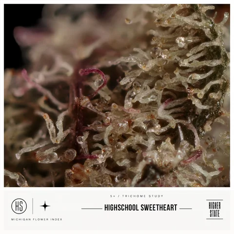 Highschool Sweetheart by Pro Gro — ultra-macro detail