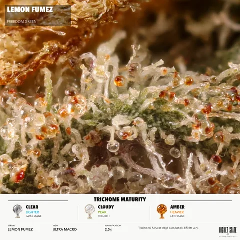 Lemon Fumez by Freedom Green — ultra-macro detail