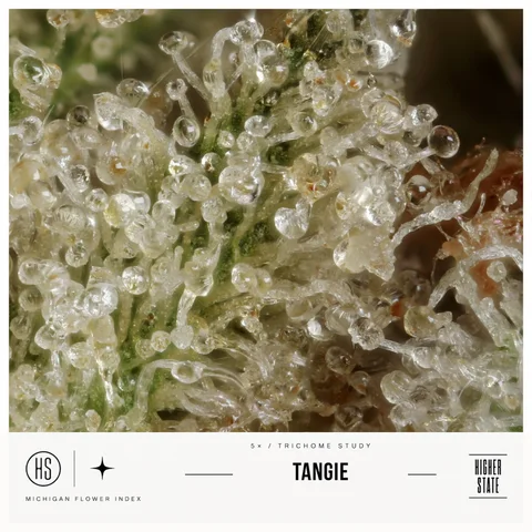 Tangie by Green Ganja — ultra-macro detail