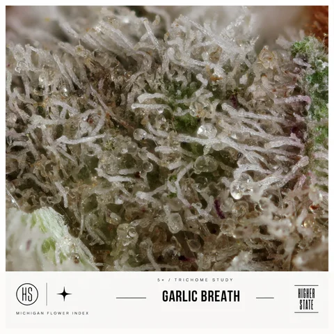 Garlic Breath by Pro Gro — ultra-macro detail