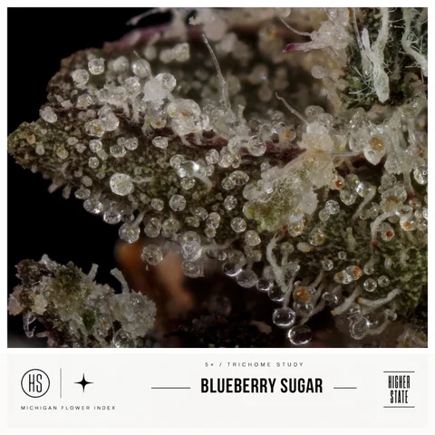 Blueberry Sugar by Primitiv — ultra-macro detail
