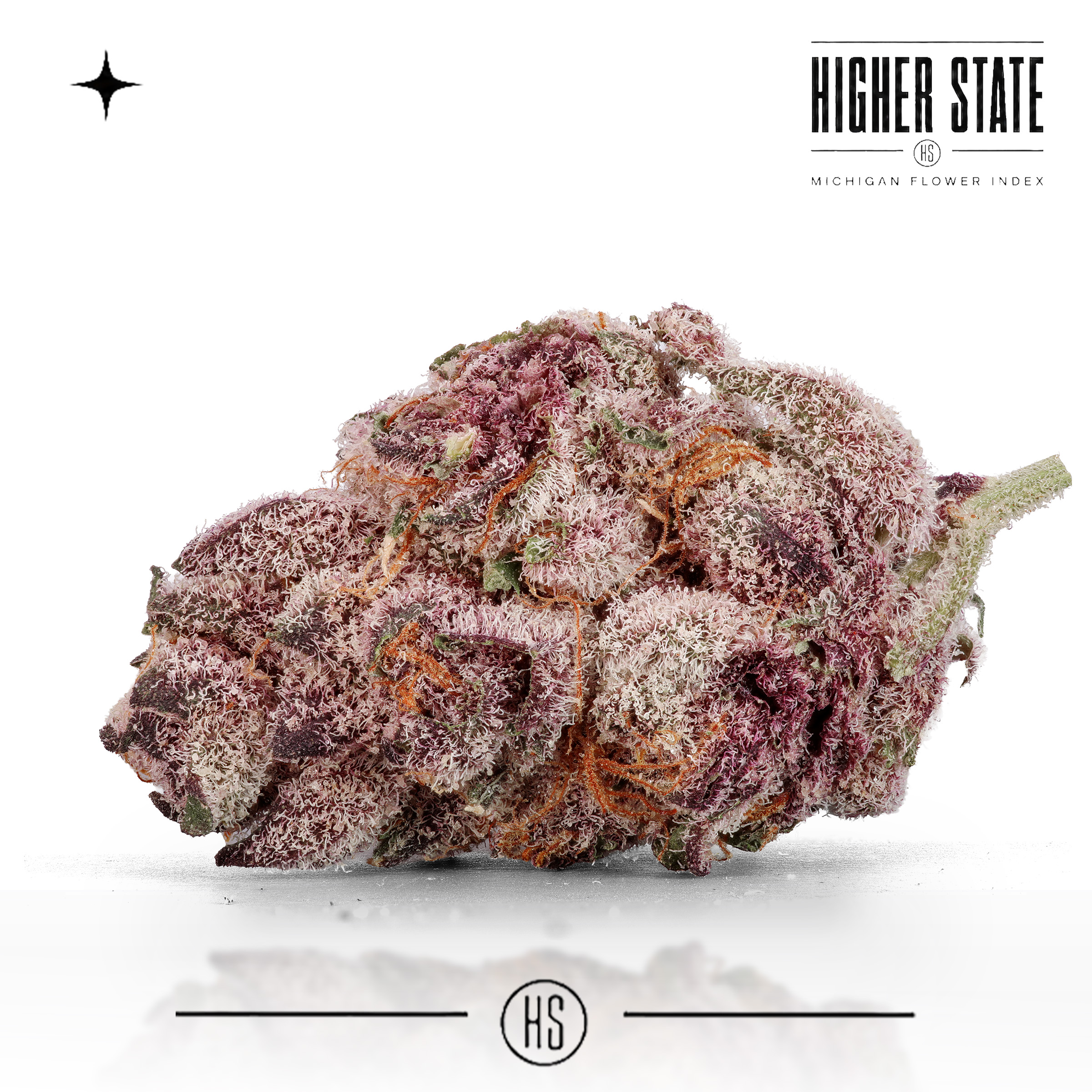 Tangie by Primitiv — whole flower